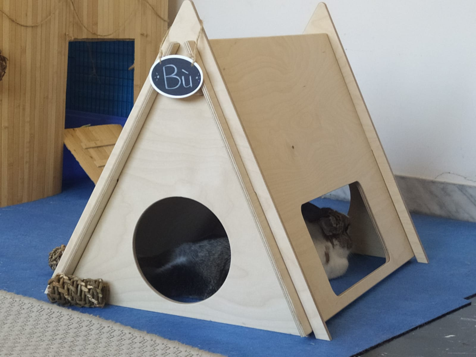 Bunny - Campsite